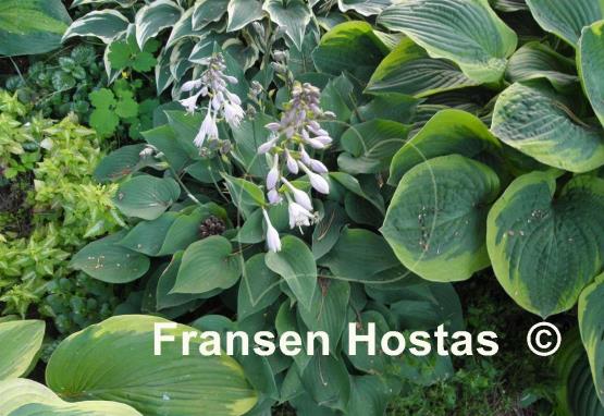 Hosta Special Gift